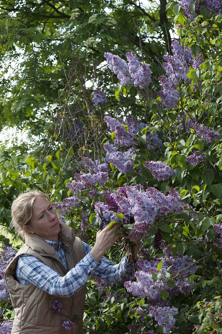 Woman cutting Syringa (lilac) for the vase