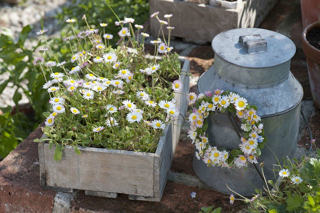 Wooden box with bellis perennis (daisies)