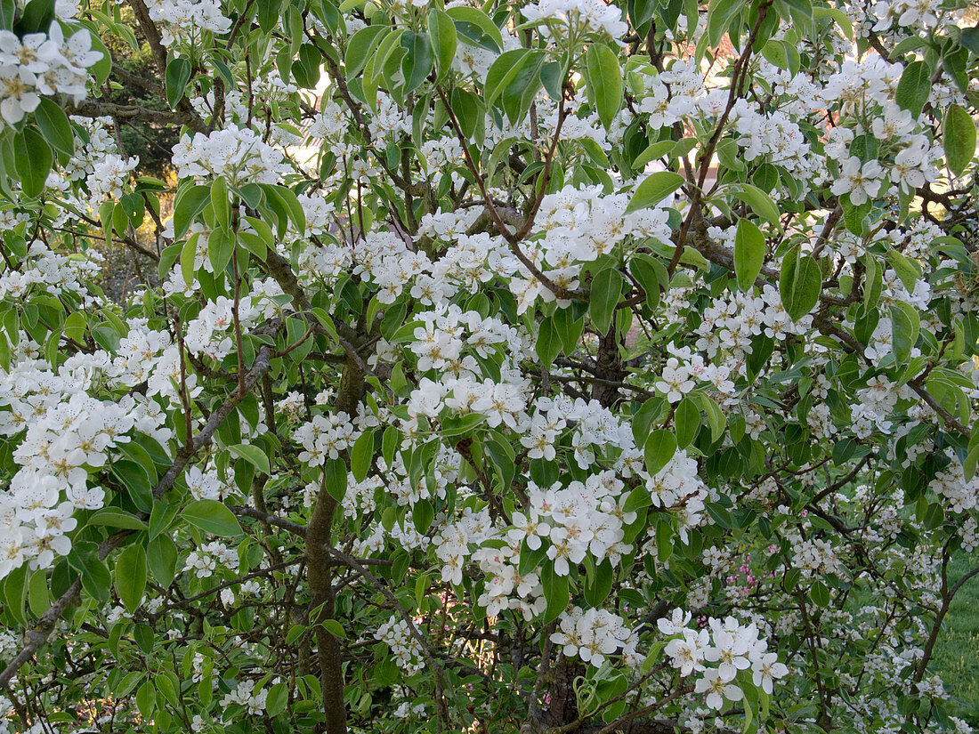 Flowering pear (Pyrus)