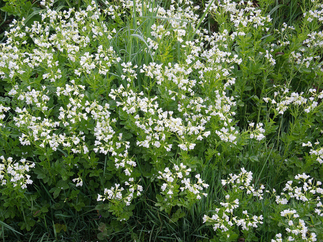 Nasturtium officinale (Echte Brunnenkresse)