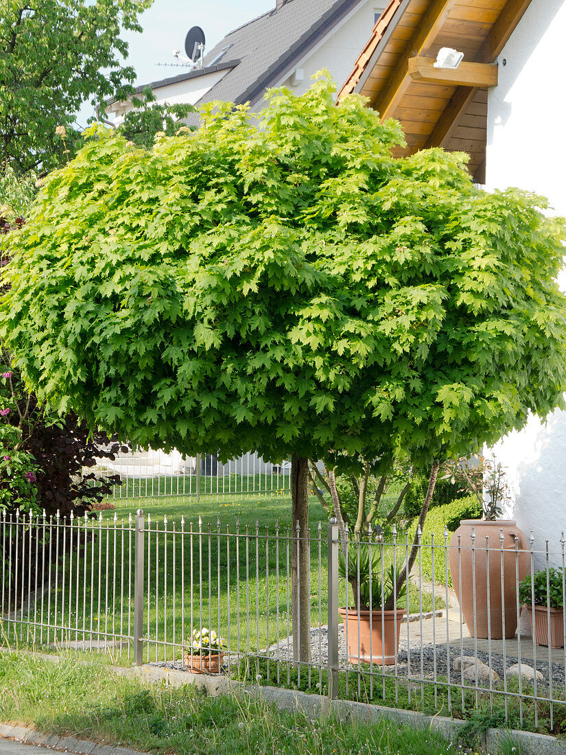 Acer platanoides 'Globosum' (Kugelahorn) - hinter Zaun aus Metall