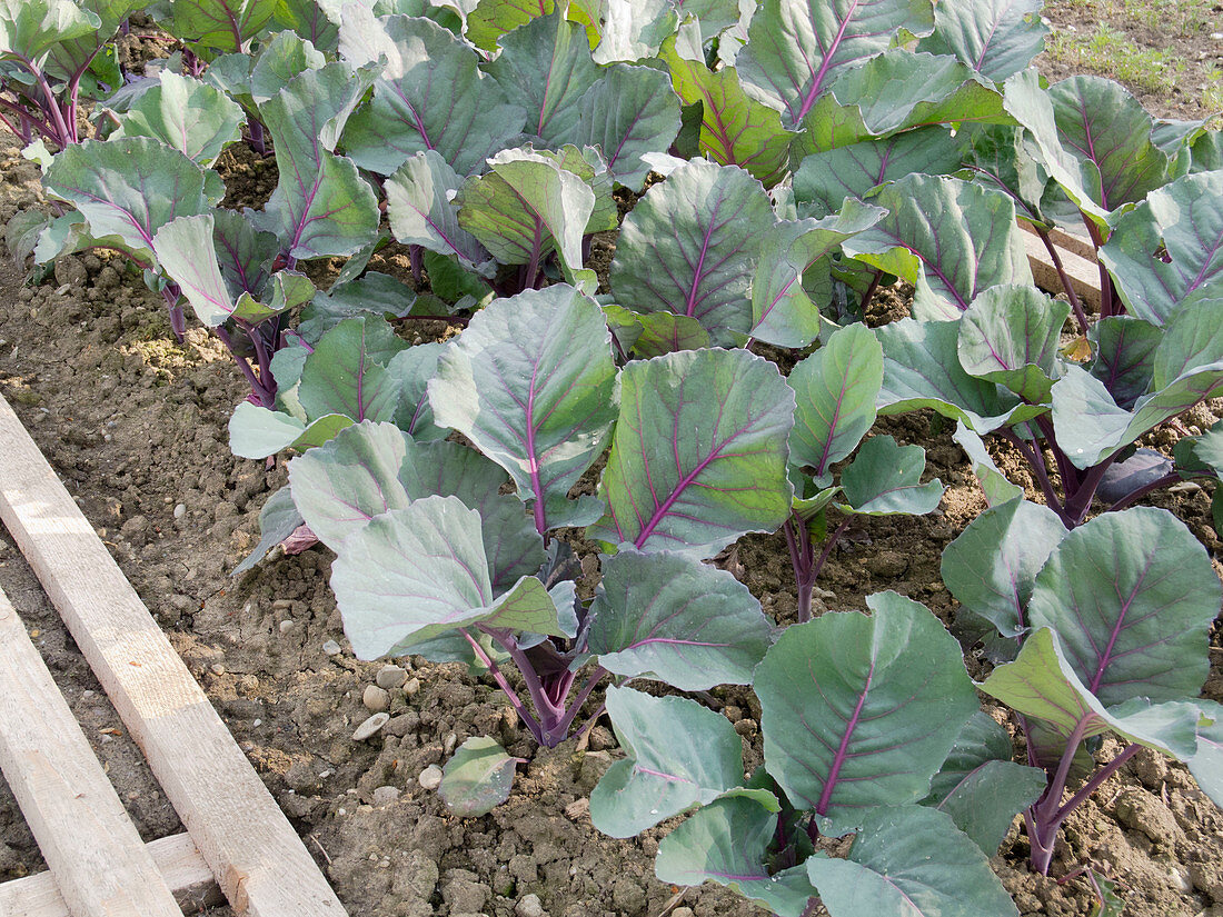 Rotkohl (Brassica) - Pflanzen im Frühsommer im Gemüsegarten