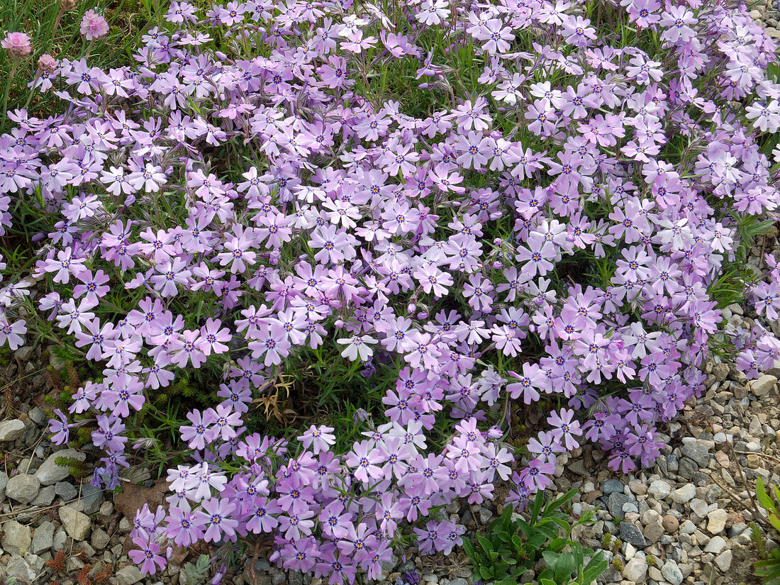 Phlox subulata 'Violet Seedling' (Polster-Phlox)