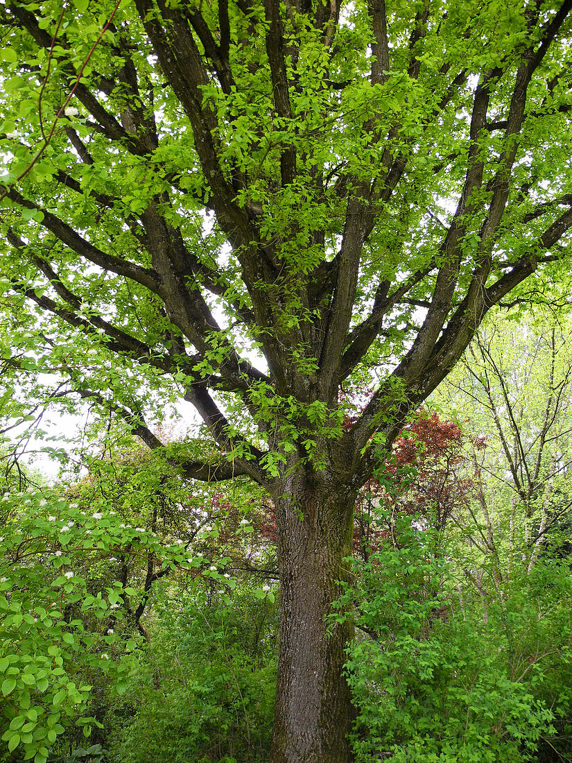 Quercus robur (English oak) freshly sprouted in spring