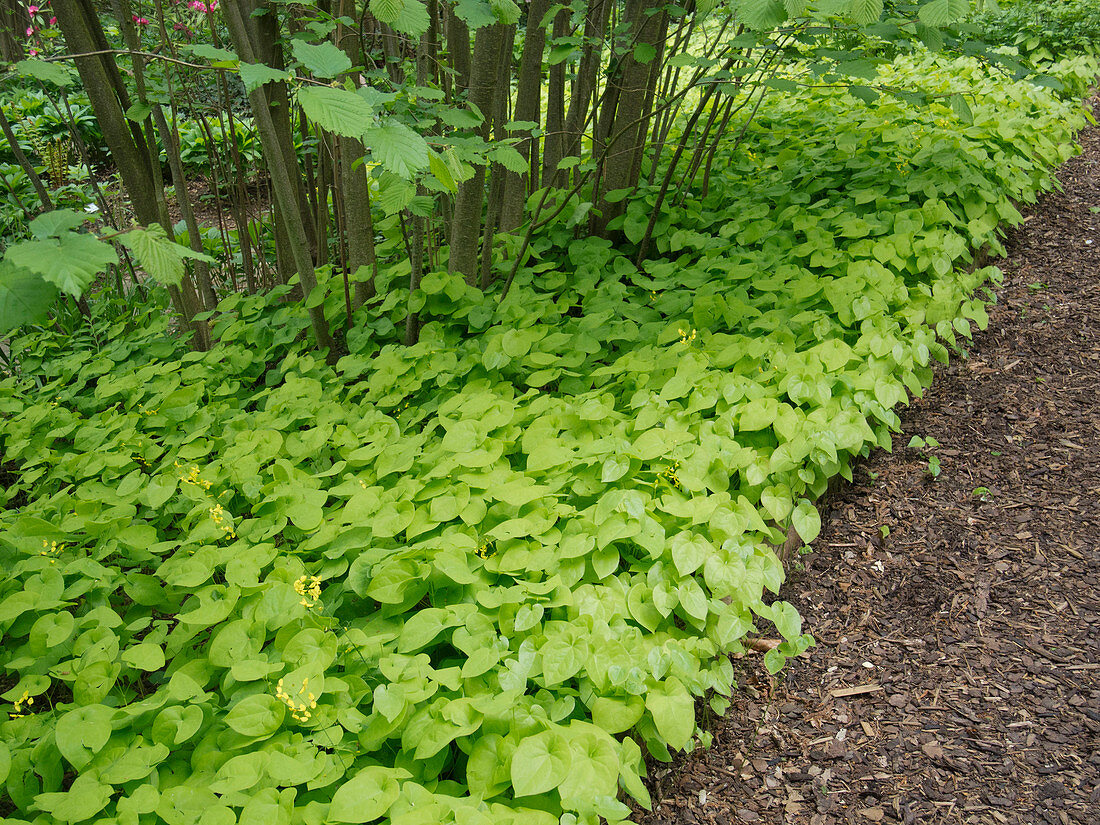 Epimedium versicolor 'Sulphureum' (Fairy flower) as ground cover