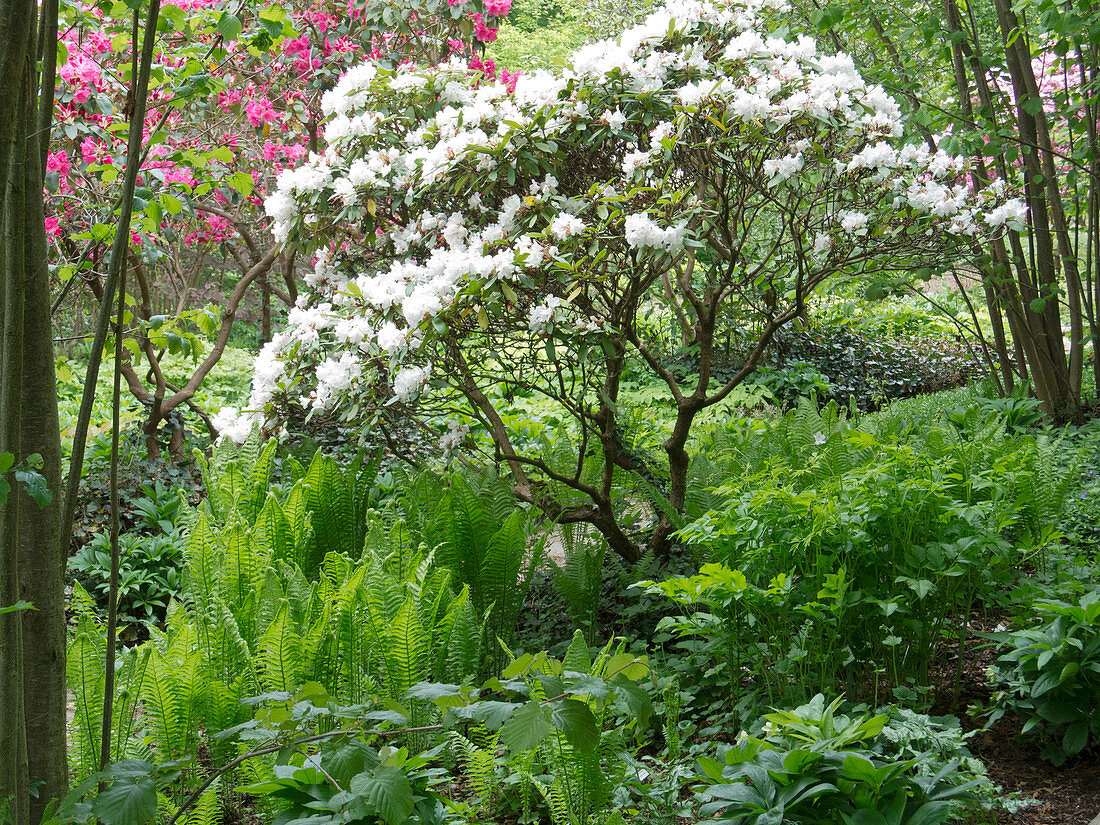 Matteuccia pensylvanica (Nordamerikanischer Trichterfarn), Rhododendron