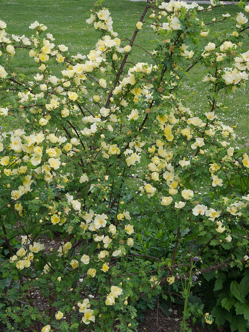 Rosa hugonis (Chinese golden rose, wild rose)