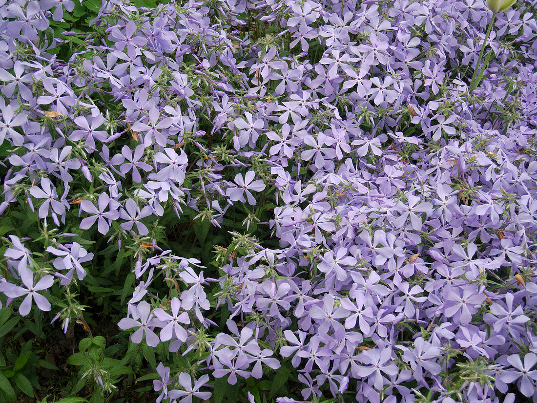 Phlox divaricata 'Clouds of Perfume' (forest phlox)