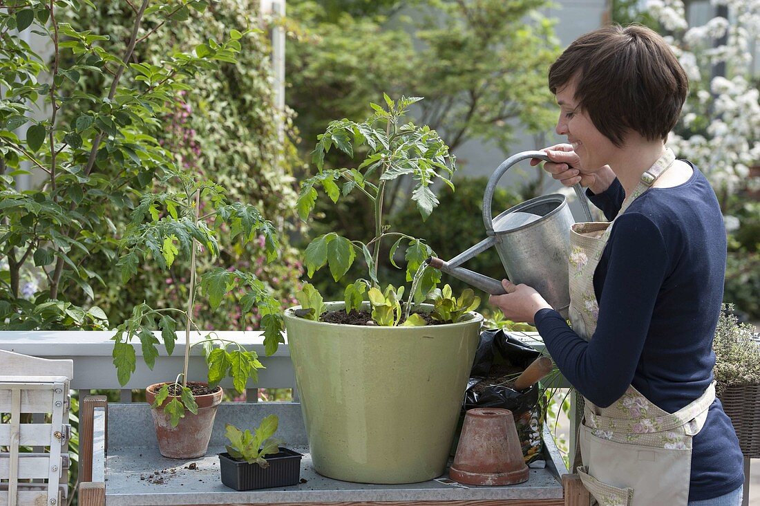 Woman pours freshly planted tomato