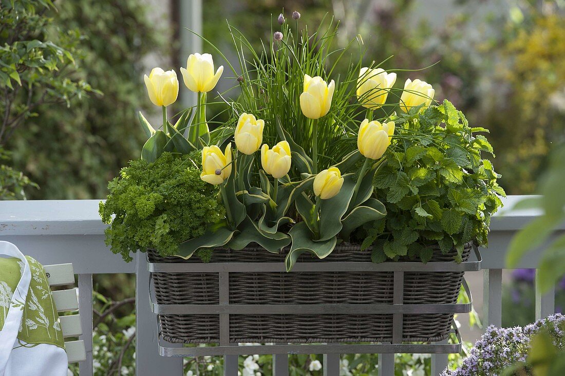 Basket with tulipa, chives