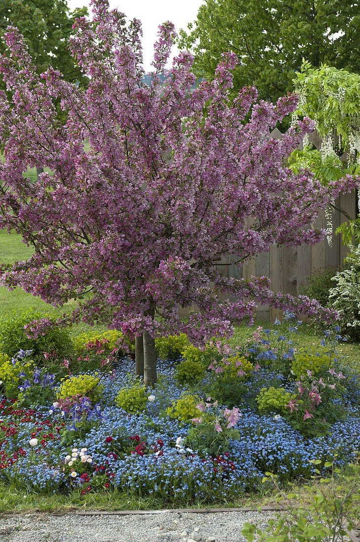 Malus 'Paul Hauber' (ornamental apple), disc with myosotis (forget-me-not)