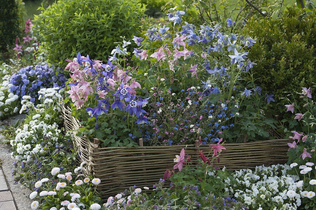 Aquilegia, Myosotis, in willow pasture