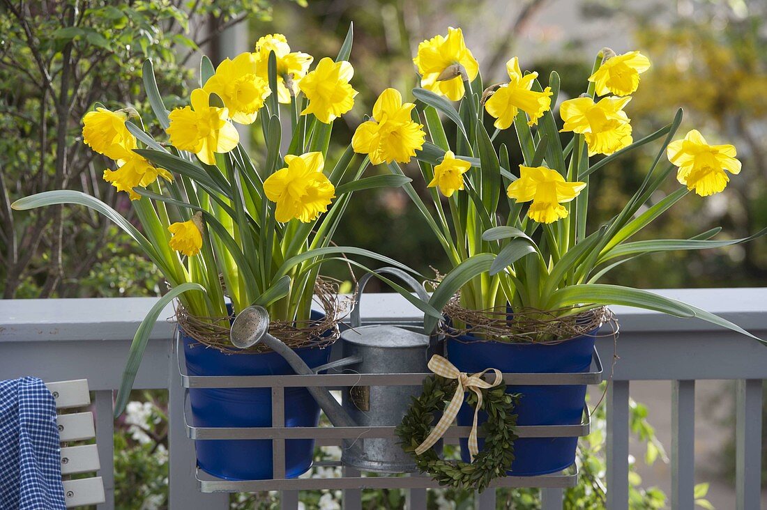 Narcissus 'Yellow River' (Narzissen) in blauen Metall-Töpfen