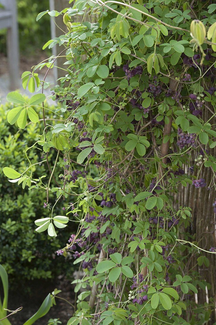 Akebia quinata (climbing cucumber) in a trapeze bed