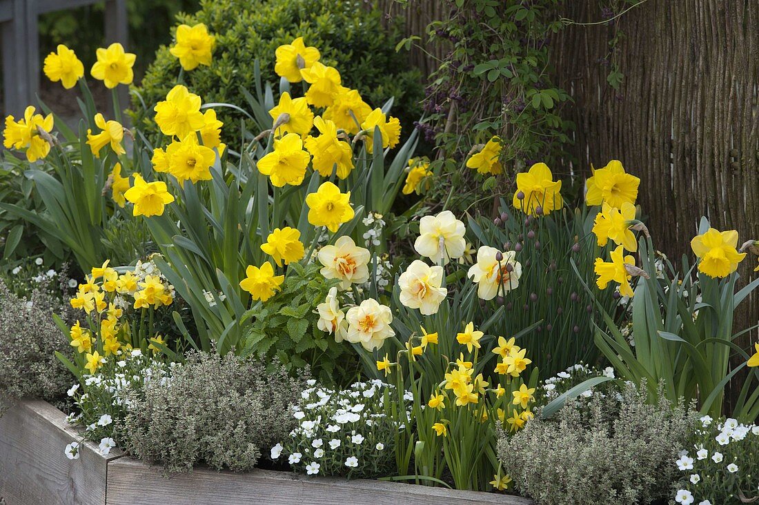 Trapeze bed with Akebia (climbing cucumber), Narcissus 'Yellow River', 'Tahiti'