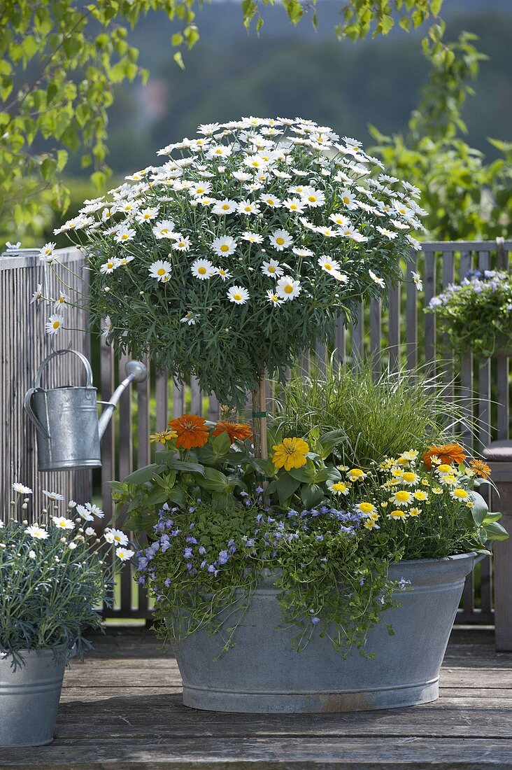 Argyranthemum 'Stella 2000' Sole Mio '(daisies), Mazus reptans'