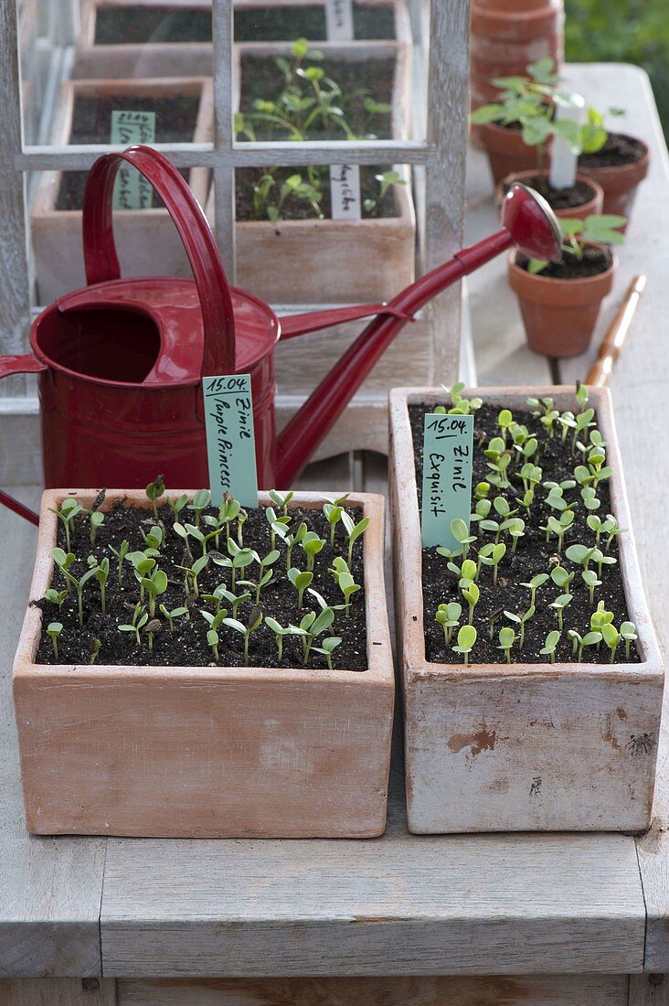 Sowing Zinnia 'Purple Princess' 'Exquisite' (Zinnias)