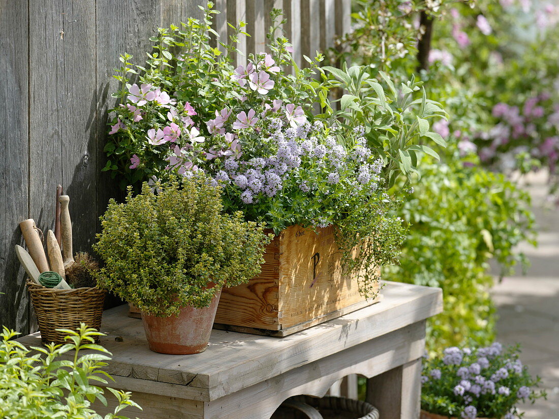 Old wine box as herbal box - lemon thyme 'Golden King'