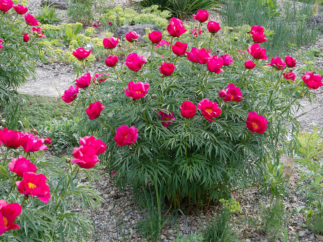 Paeonia x smouthii (Peony)