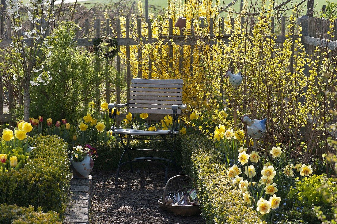 Bauerngarten mit Forsythia 'Lynwood Gold' (Goldglöckchen), Narcissus