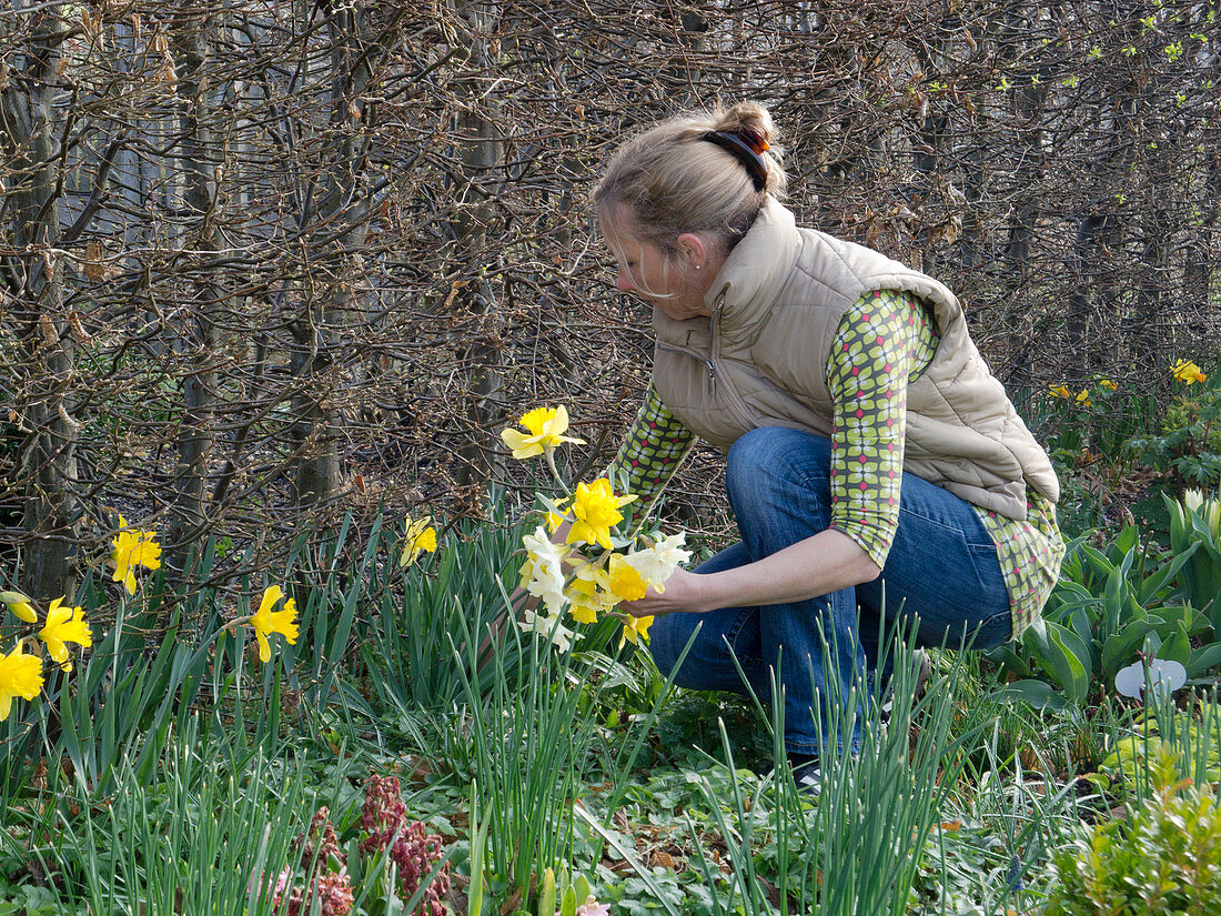 Woman picking Narcissus (Narcissus) in front of Carpinus hedge