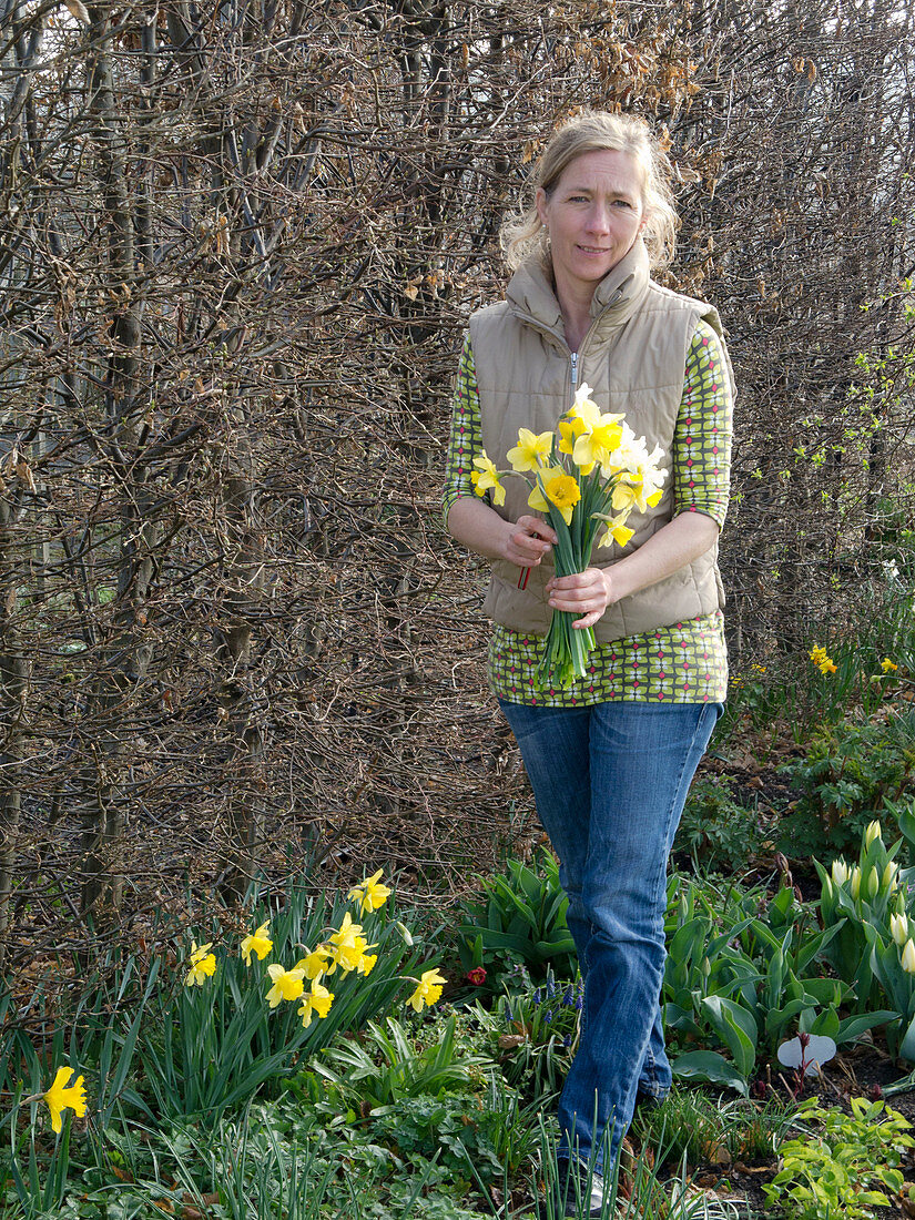 Woman picking Narcissus (daffodils) in front of Carpinus hedge