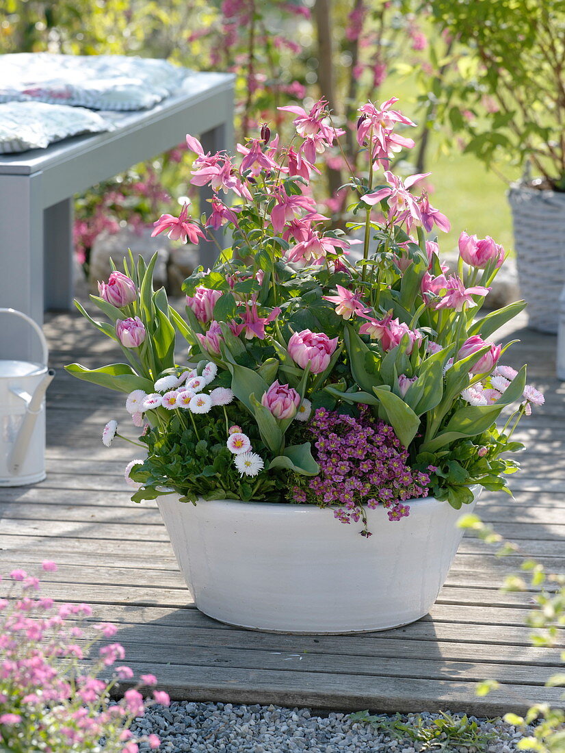 weiße Schale mit Aquilegia 'Spring Magic' (Akelei), Tulipa 'Peach Blossom'