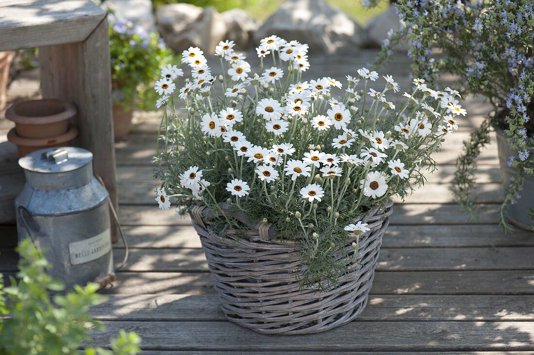 Leucanthemum hosmariense 'African Eyes' (daisies) in basket