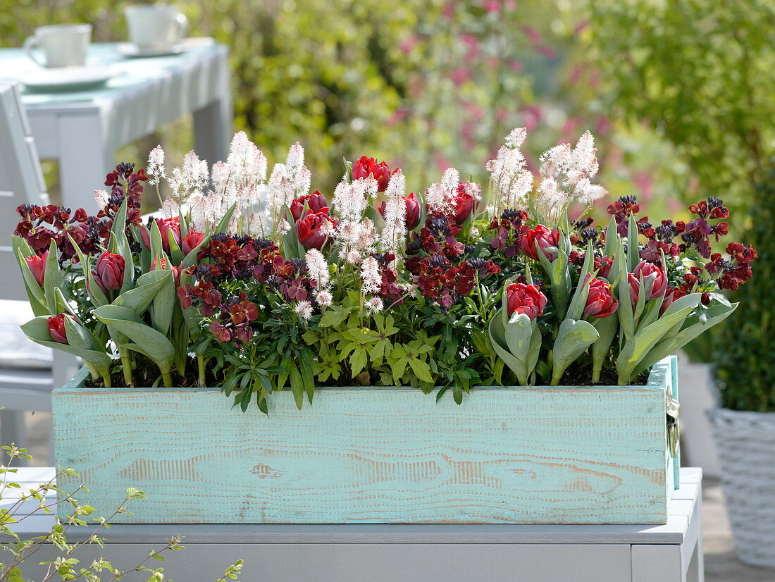 Türkiser Kasten mit Tulipa 'Red Princess' (gefüllten Tulpen), Tiarella