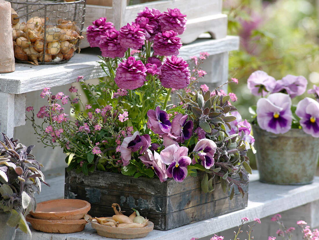 Wooden box with ranunculus, myosotis, viola