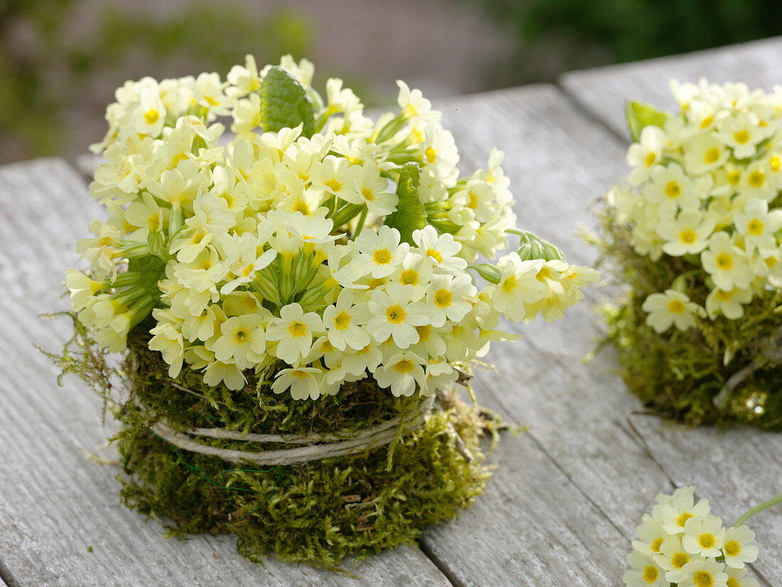 Strauß aus Primula elatior (Hohe Schlüsselblumen, Himmelsschlüssel)