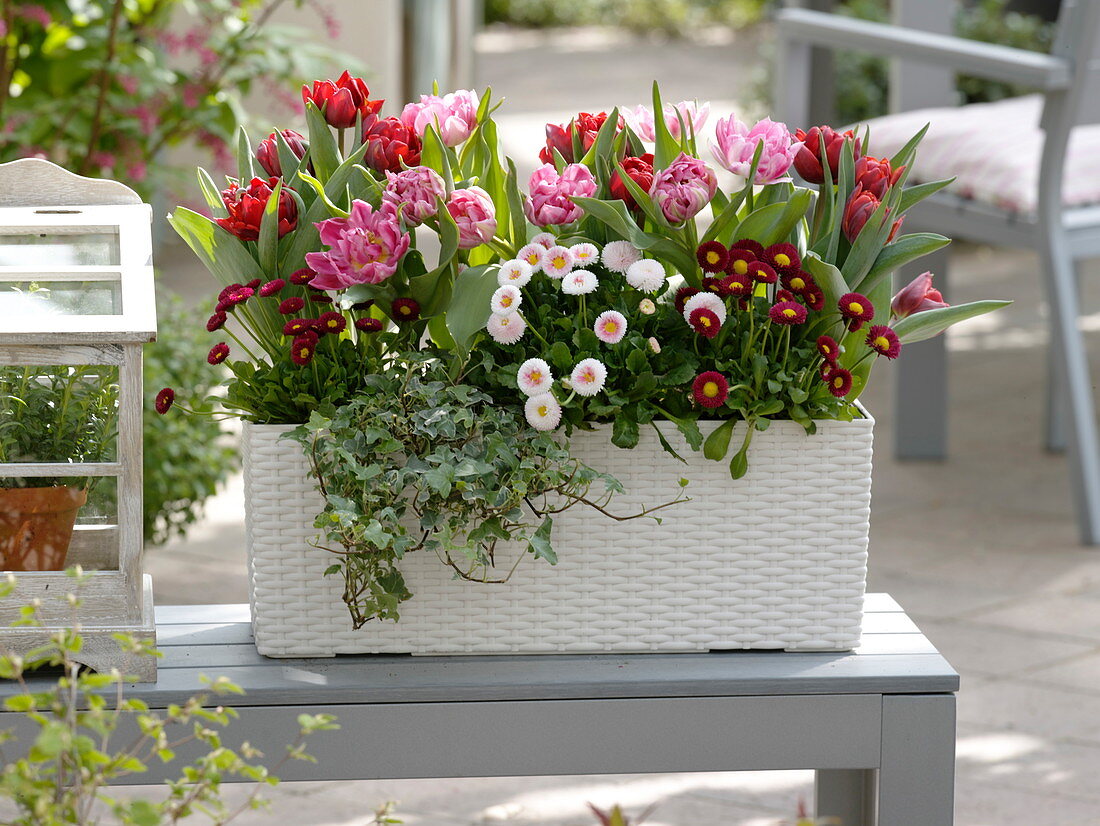 White Lechuza box with Tulipa 'Peach Blossom', 'Red Princess' (tulips)