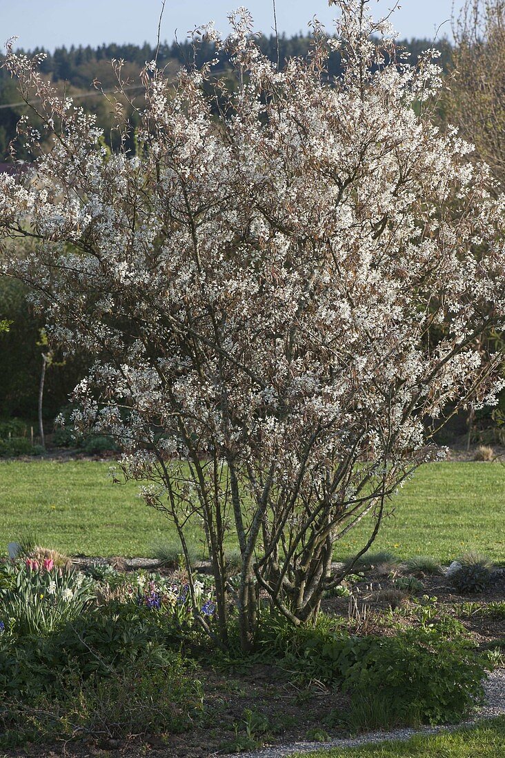 Amelanchier laevis (Bare Rock Pear) in the border
