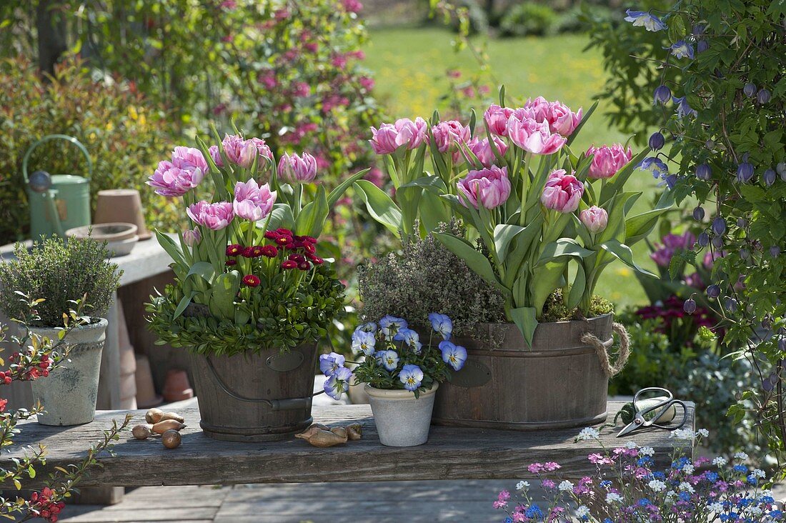 Wooden vessels with tulipa 'Peach Blossom' (tulip), lemon thyme