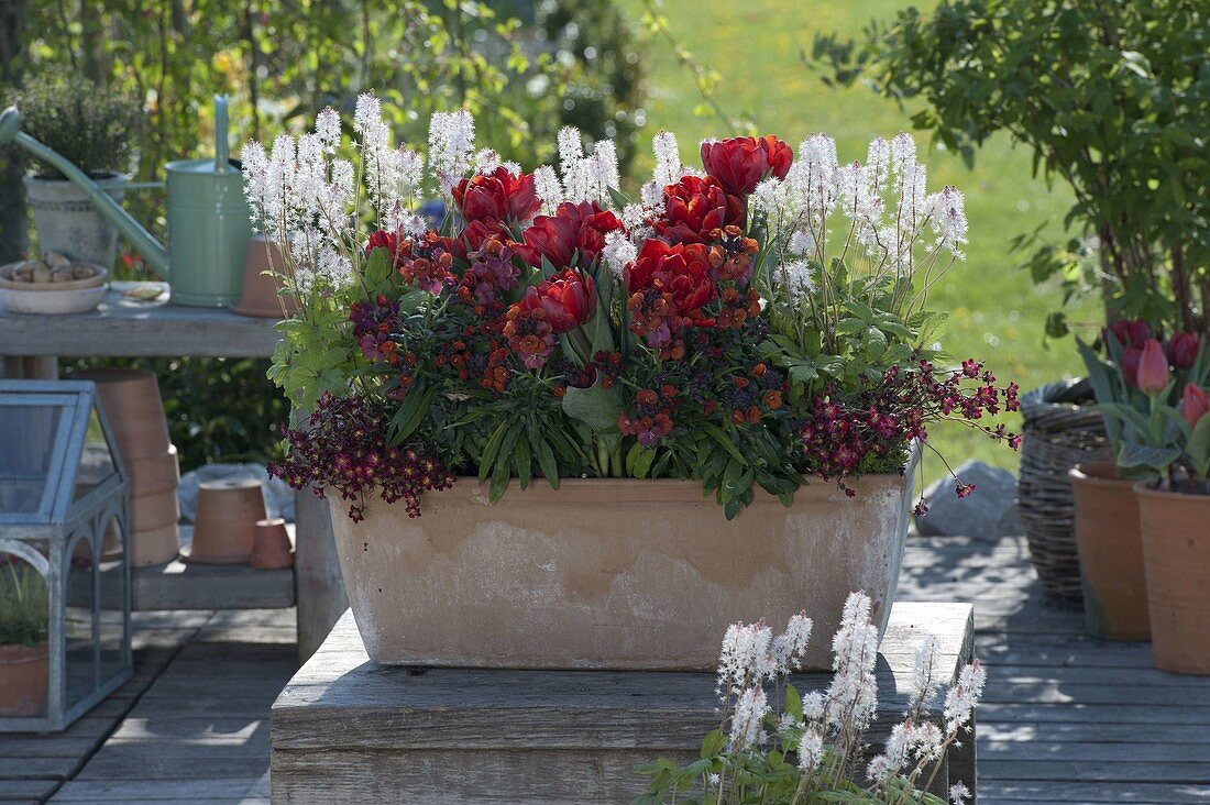 Terracotta-Kasten mit Tulipa 'Red Princess' (Tulpen), Tiarella