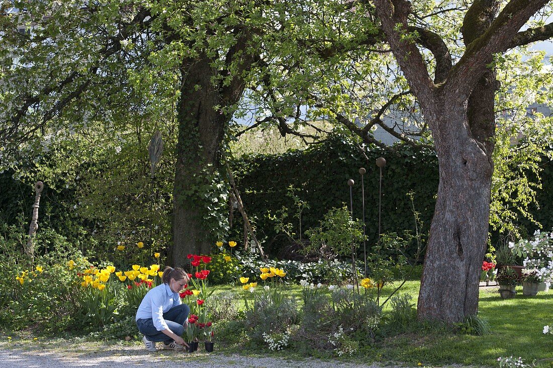 Spring bed under large trees