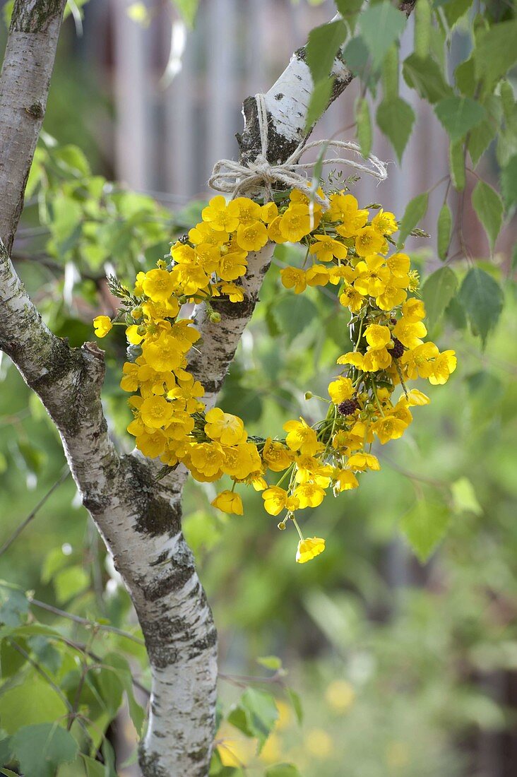 Ranunculus acris (buttercups) on Betula