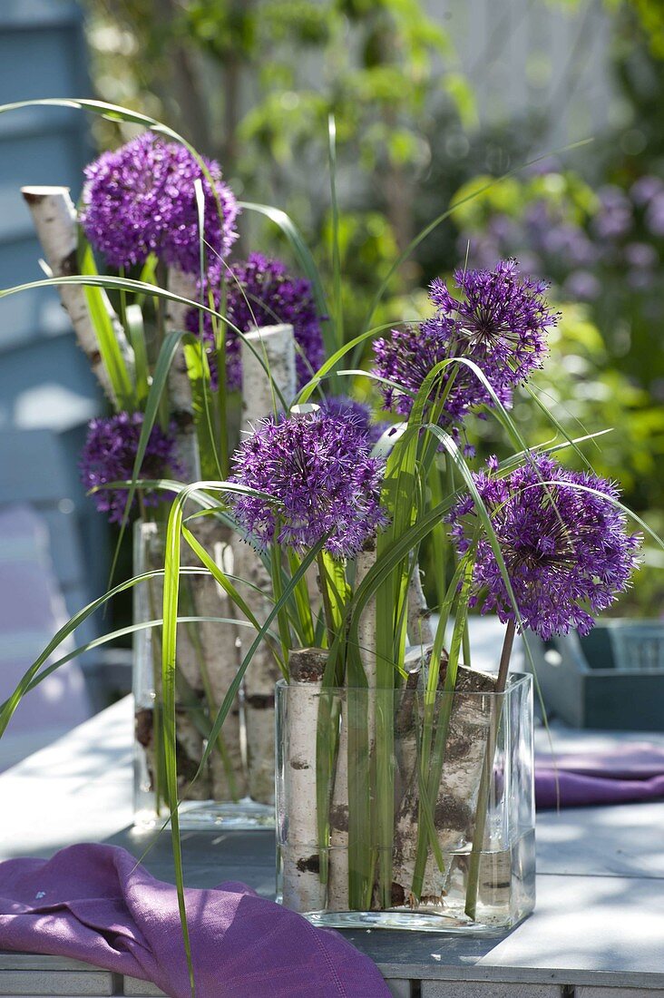 Allium 'Purple Sensation' (Zierlauch), Miscanthus (Chinaschilf)