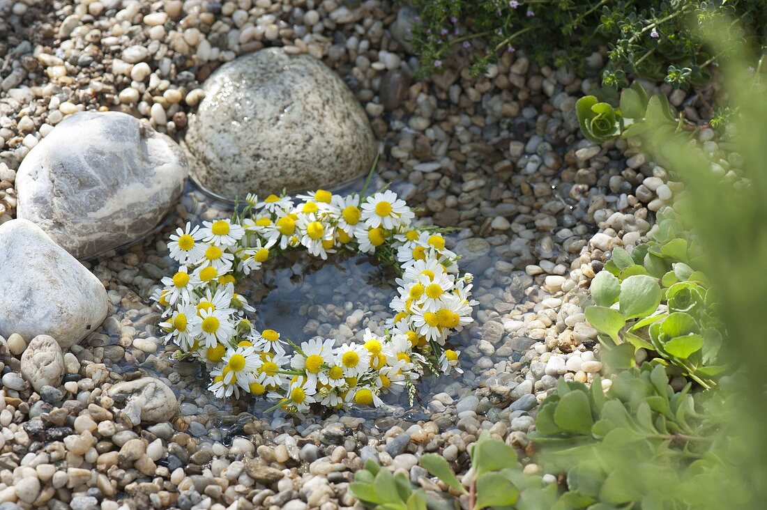 Small wreath of Matricaria chamomilla (camomile) floating in water in gravel
