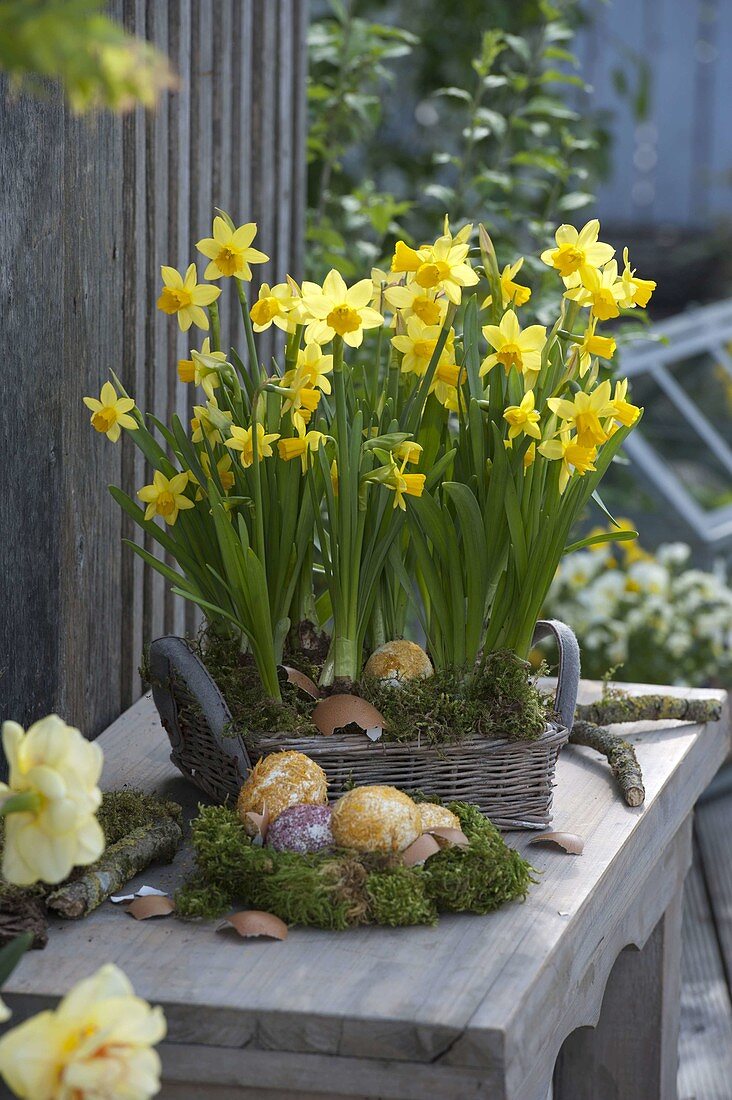 Basket with Narcissus 'Tete a Tete' (daffodils), moss nest with Easter eggs