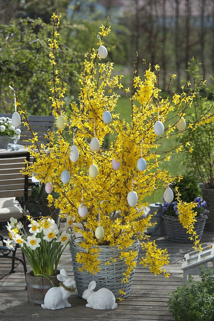 Forsythia intermedia 'Weekend' (Goldglöckchen) mit Ostereiern geschmückt