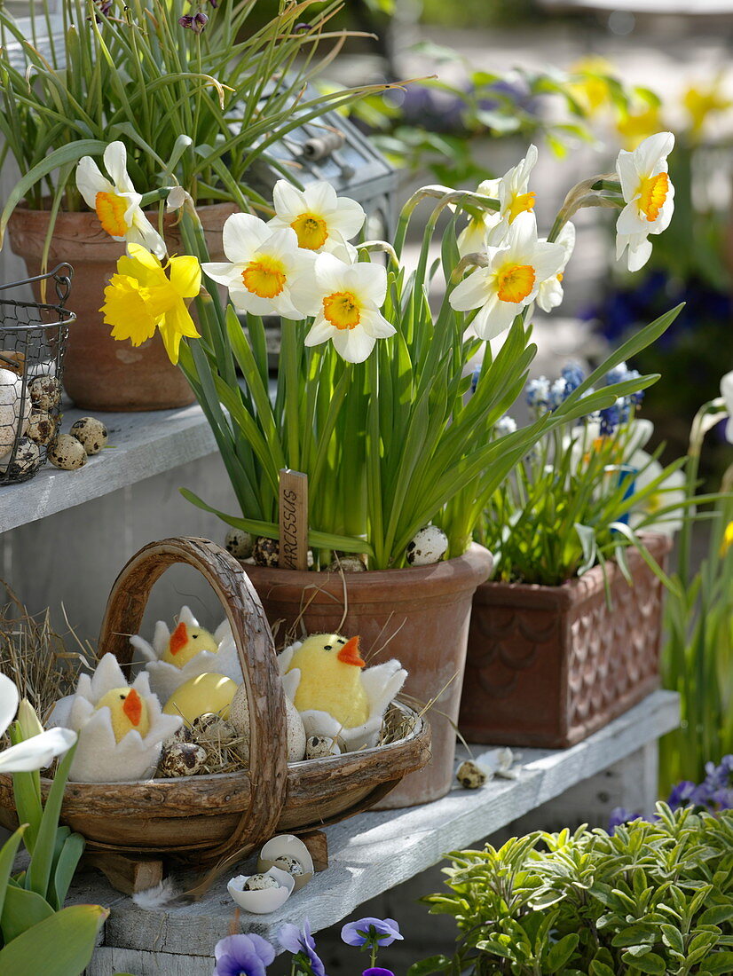 Narcissus 'Flower Record' 'Yellow River' (Narzissen) in Terracotta - Kübel