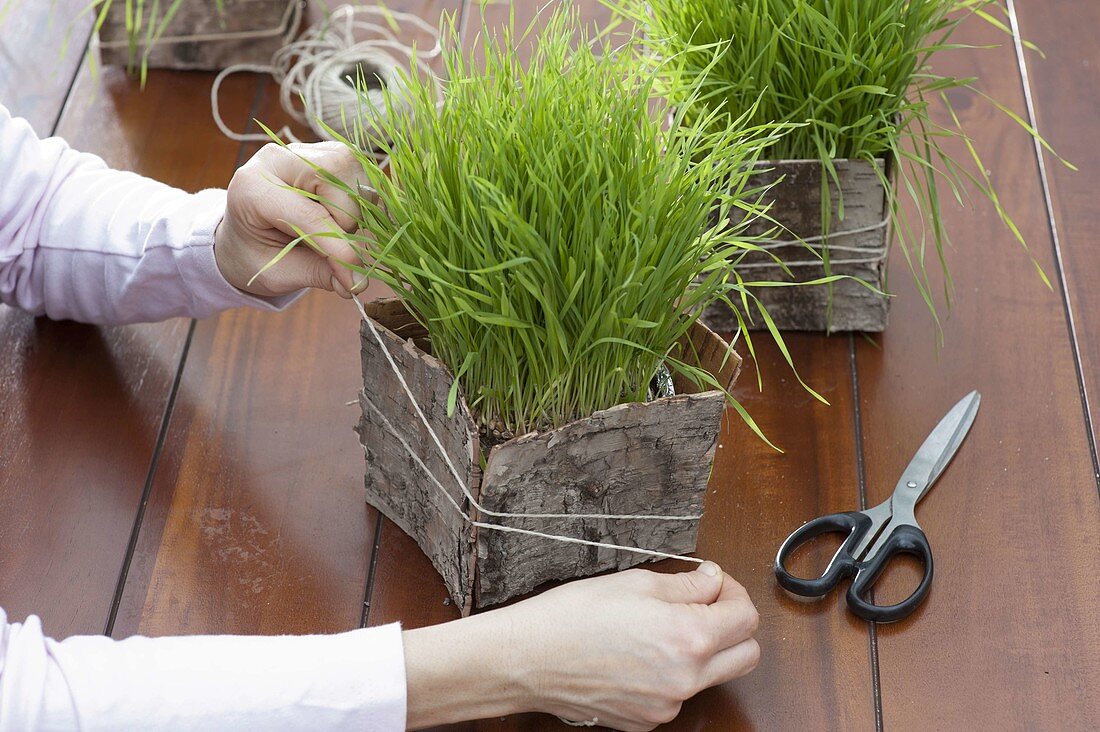 Table decoration with wheatgrass, daffodil and birch