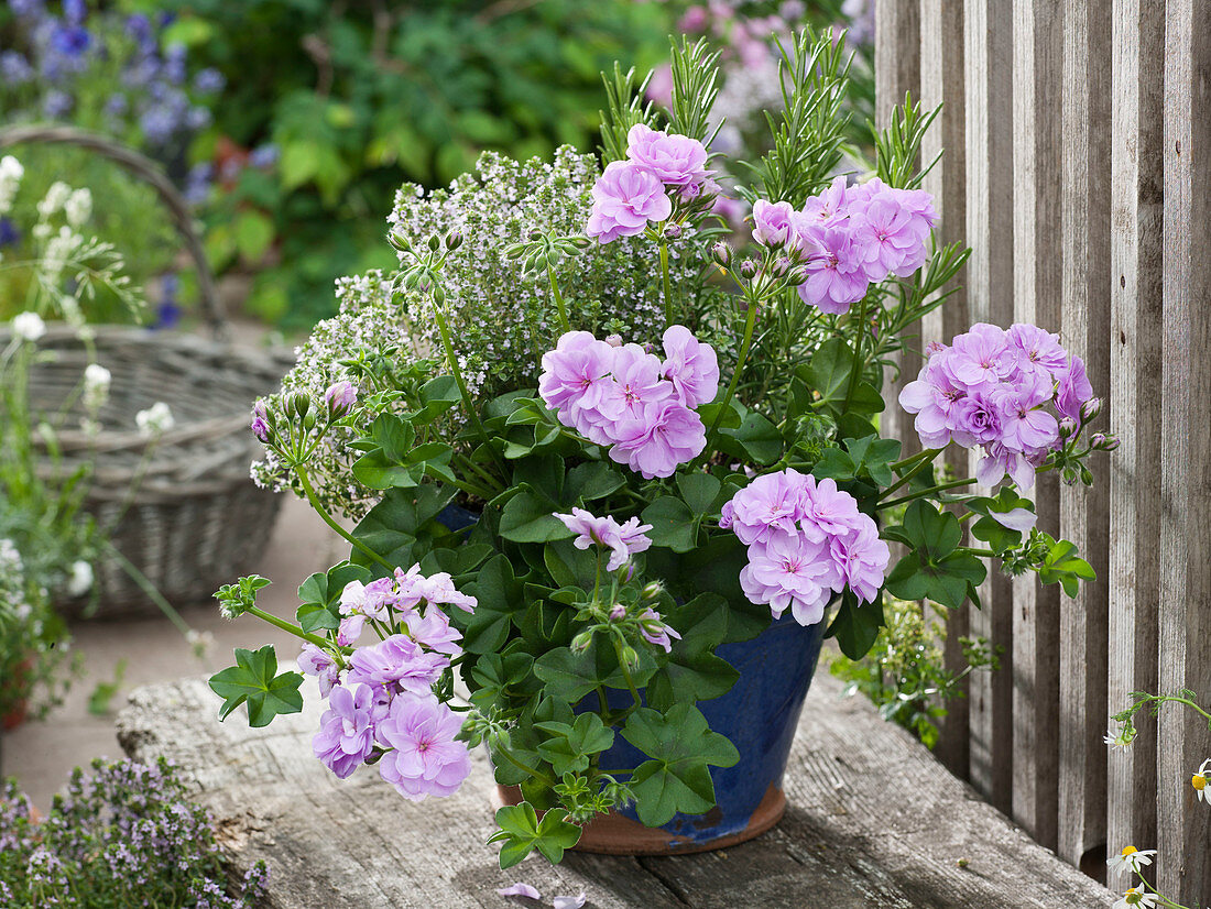 Pelargonium peltatum (hanging geranium), rosemary