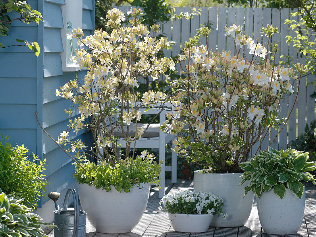 Rhododendron luteum 'Daviesii' (Gartenazalee)