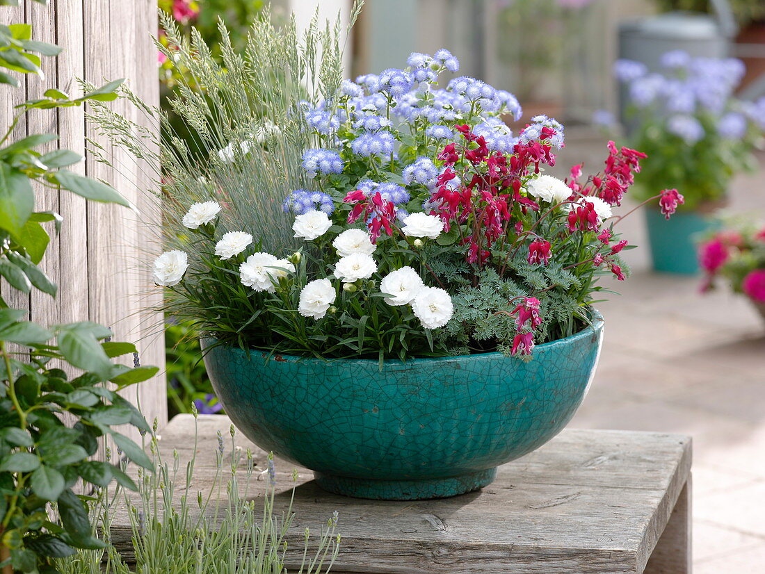 Turquoise bowl with Ageratum artist 'Alta Deft' (liver balm), Dianthus