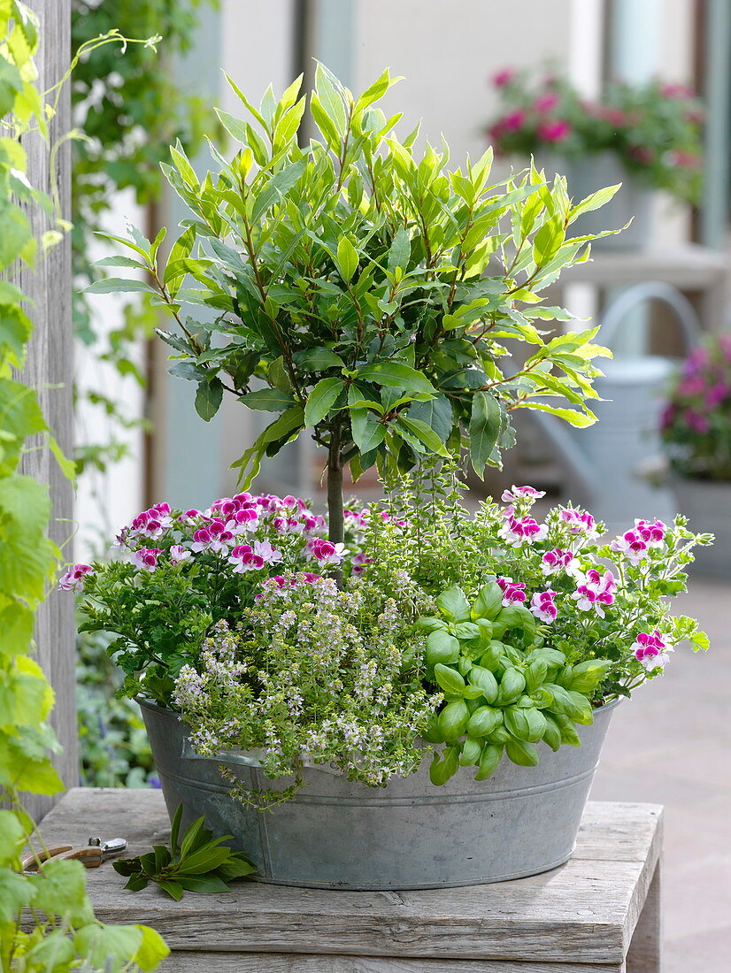 Zinc tub with laurel (Laurus) stems, Pelargonium