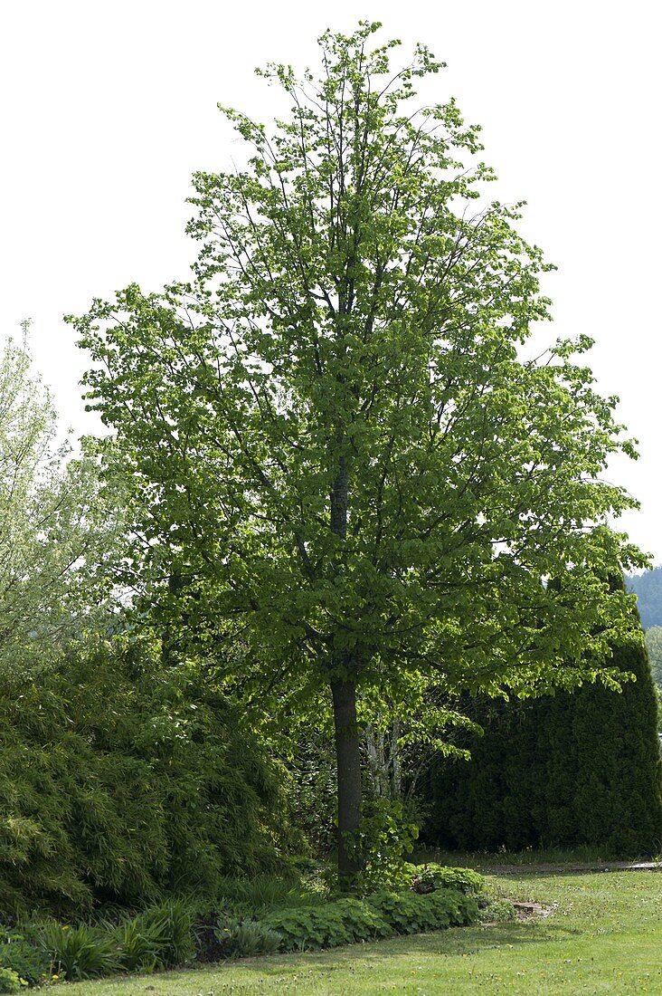 Tilia cordata (Winter lime) as a house tree