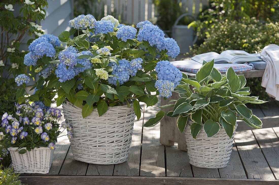 Hydrangea macrophylla 'Endless Summer' (Hortensie), Hosta 'Francee'