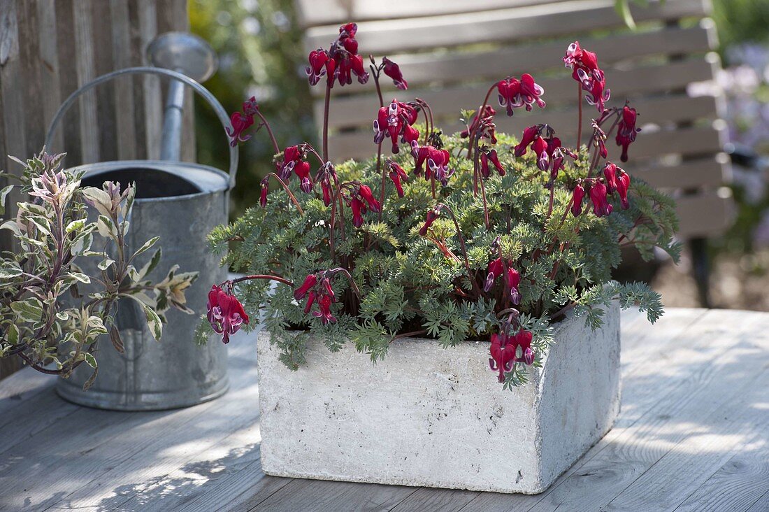 Dicentra Hybride 'Burning Hearts' in a stone box